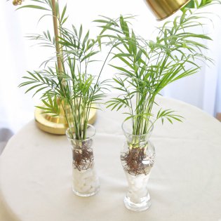 수경 재배 테이블야자 공기정화식물 B타입
