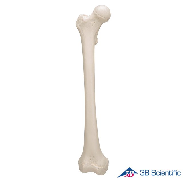 3B Scientific 인체모형 다리골격모형 A35/1 대퇴골 Femur