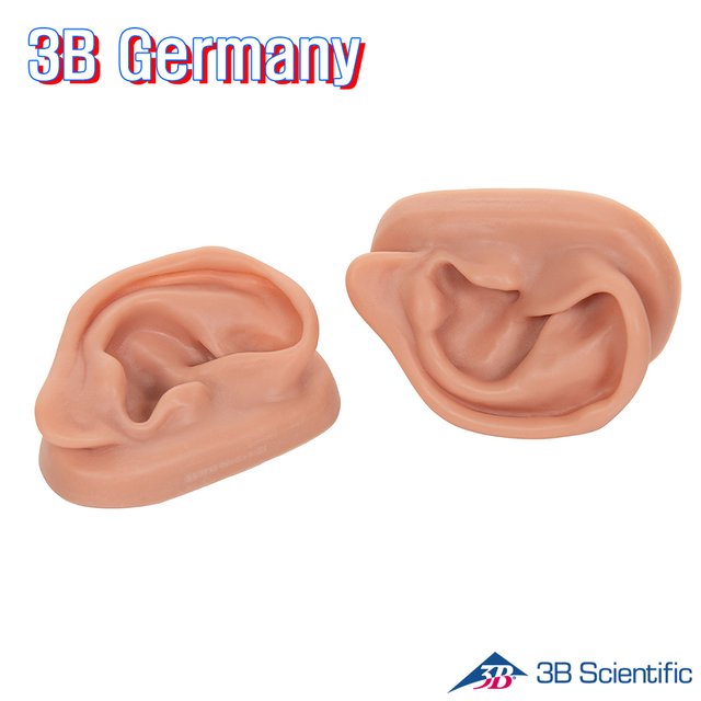 3B Scientific Germany 귀침술실습모형 N15 인체모형 귀모형