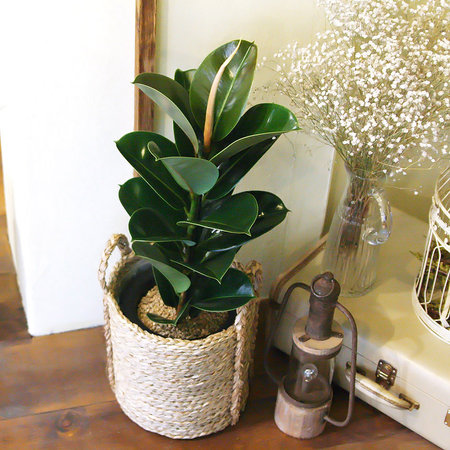 인도 고무나무 중형 라탄바구니 세트 공기정화식물