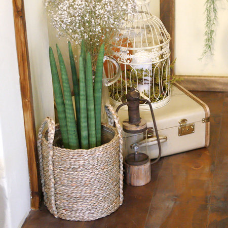 스투키 중형 라탄바구니 세트 공기정화식물