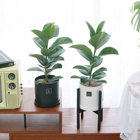 인도 고무나무 중형화분 우드스탠드 세트 화이트+우드스탠드