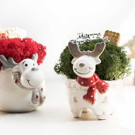 루돌프스칸디아화분 10cm M_P [트리] TROMCG 레드