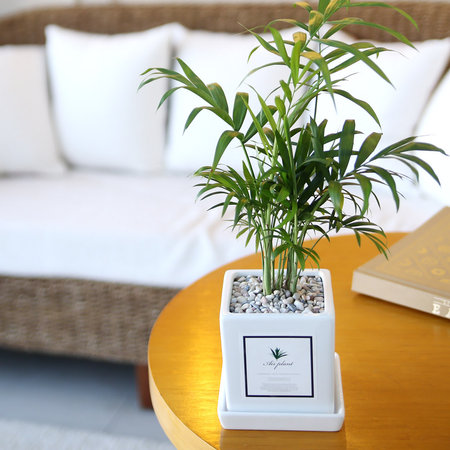 아모르 화분 테이블야자 공기정화식물