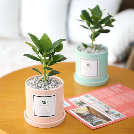 파스텔 화분 크루시아 공기정화식물 민트