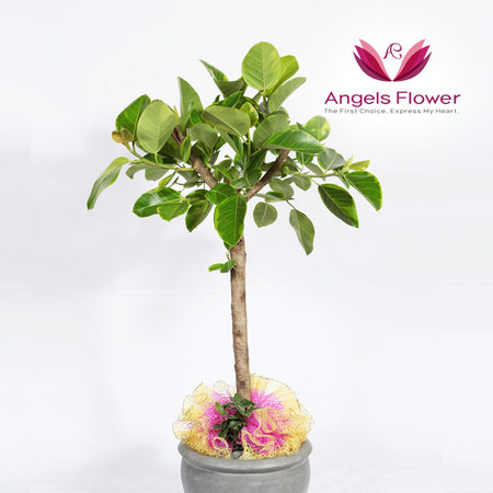 [엔젤스플라워] 뱅갈고무나무 대형 관엽식물 공기정화꽃배달