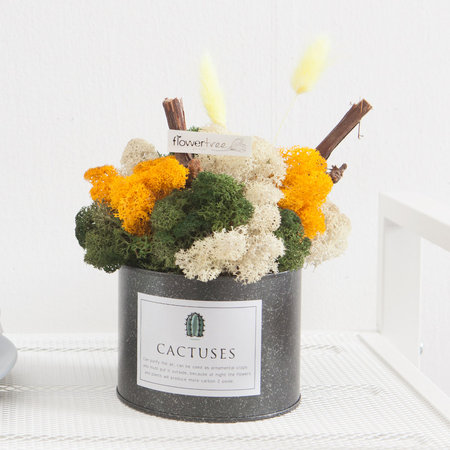 스칸디아믹스캔화분set 18cmP 레드