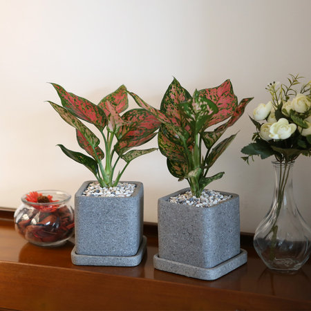 루체 화분 엔젤 공기정화식물