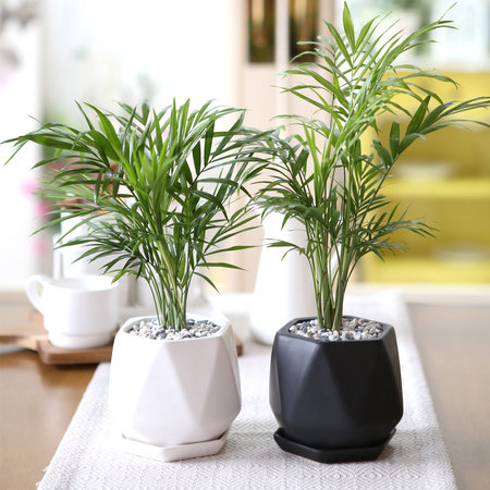 리솜 화분 테이블야자 공기정화식물 화이트