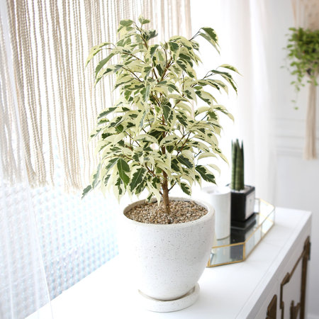 테라조 화분 무늬 벤자민 중형 공기정화식물 화이트