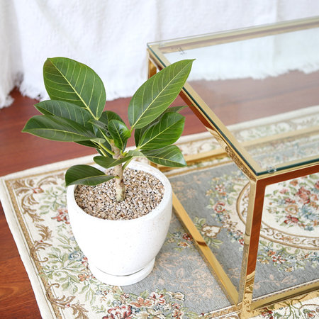 테라조 화분 뱅갈 고무나무 중형 공기정화식물 화이트