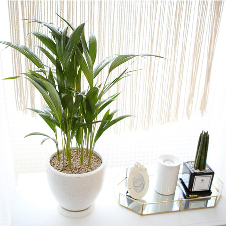 테라조 화분 아레카 야자 중형 공기정화식물 화이트