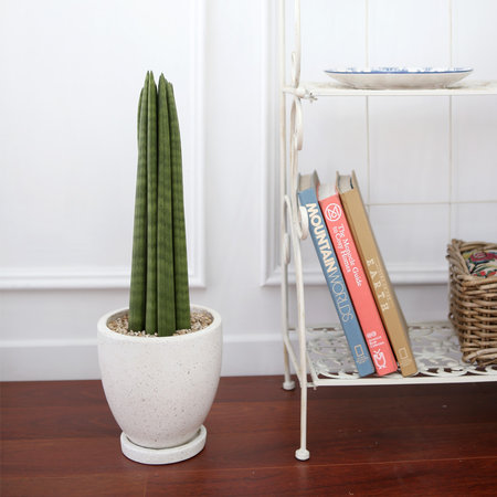 테라조 화분 스투키 중형 공기정화식물 화이트