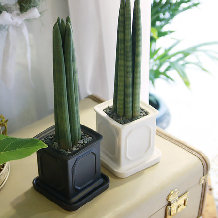 몰딩 화분 스투키 공기정화식물 화이트